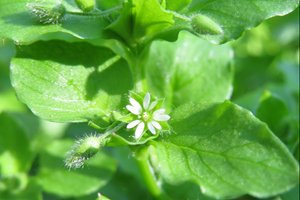 Botanical Blessings Heal Thy Hand Balm with fresh chickweed (Stellaria media).