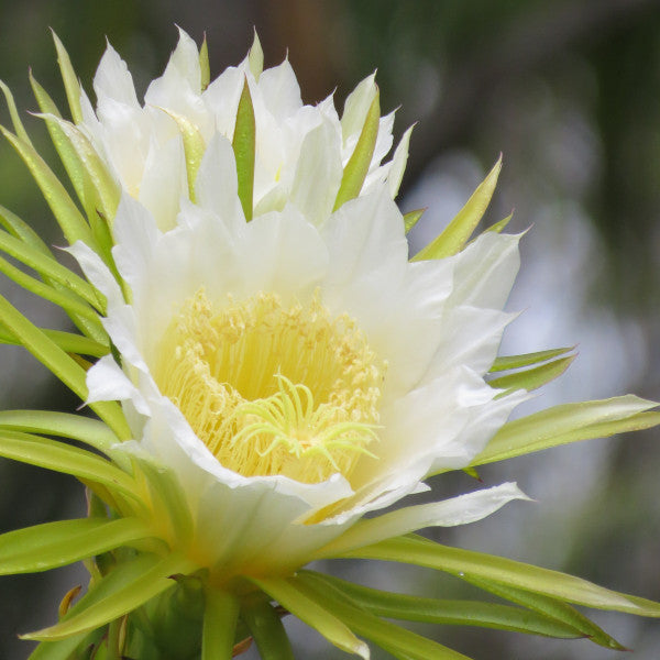 Botanical Blessings Heal Thy Hand Balm  flower essence of dragon fruit flower