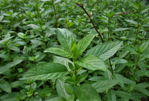 Botanical Blessings organically grows Peppermint, ready to harvest for the Adzuki Face Scrub
